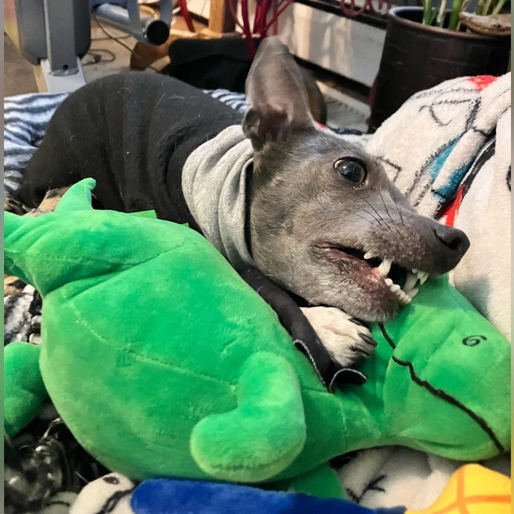 NWT FRINGE STUDIO “SPELL-A-SAURUS” HALLOWEEN T-REX PLUSH DOG TOY *LOUD SQUEAKER